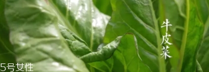 牛皮菜孕婦可以吃嗎？