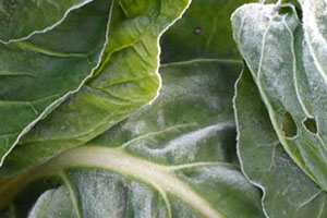 牛皮菜是發(fā)物嗎？牛皮菜有毒嗎