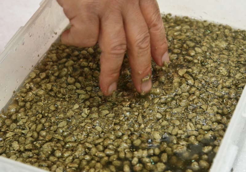 黑豆醬油的做法 在家也能自制 黑豆醬油的做法 在家也能自制