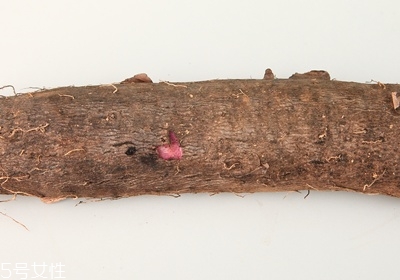 山藥怎么去皮不會(huì)手癢 山藥挑選靠4招 山藥怎么去皮不會(huì)手癢 山藥挑選靠4招