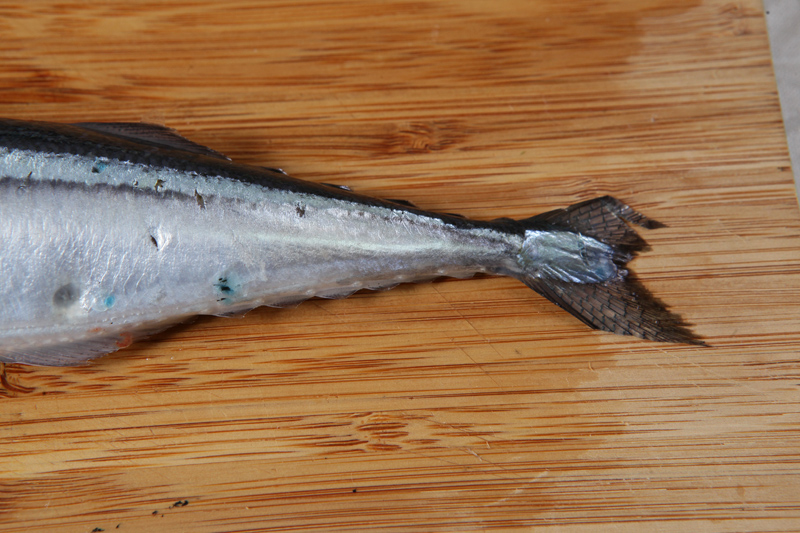 秋刀魚(yú)怎么處理？秋刀魚(yú)怎么挑選