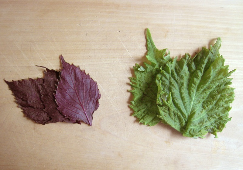 紫蘇葉怎么保存 3個紫蘇葉保鮮方法 紫蘇葉怎么保存 3個紫蘇葉保鮮方法