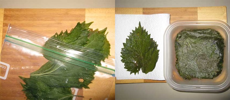 紫蘇葉怎么保存 3個紫蘇葉保鮮方法 紫蘇葉怎么保存 3個紫蘇葉保鮮方法