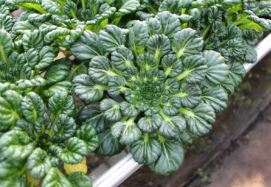 塔菜怎么做好吃？教你塔菜的做法