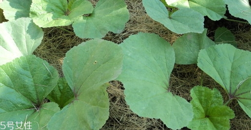 冬寒菜的營養(yǎng)價(jià)值和功效作用 冬寒菜的營養(yǎng)價(jià)值和功效作用