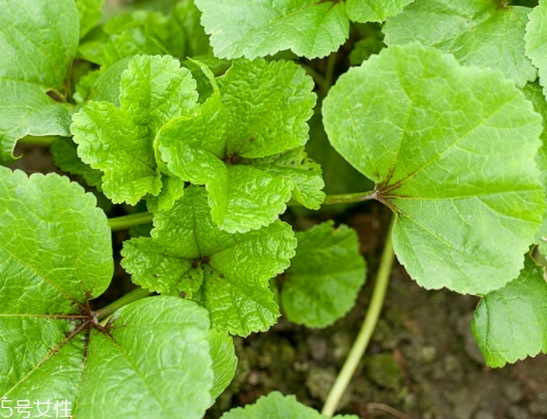 冬寒菜的營養(yǎng)價(jià)值和功效作用 冬寒菜的營養(yǎng)價(jià)值和功效作用