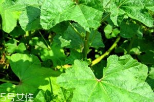 冬寒菜孕婦可以吃嗎？不建議孕婦吃冬寒菜