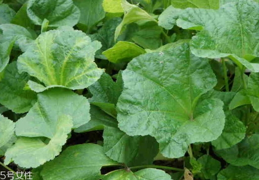 冬寒菜孕婦可以吃嗎？不建議孕婦吃冬寒菜