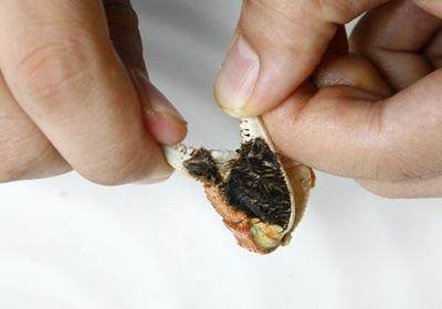 陽澄湖大閘蟹怎么吃？食陽澄湖大閘蟹注意事項(xiàng)