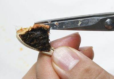 陽澄湖大閘蟹怎么吃？食陽澄湖大閘蟹注意事項(xiàng)