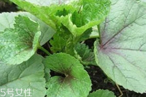 冬寒菜多少錢一斤？