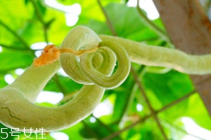 蛇瓜可以生吃嗎？這樣吃蛇瓜最好