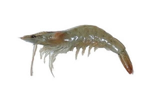 海蝦怎么看新鮮 海蝦的美味做法 海蝦怎么看新鮮 海蝦的美味做法