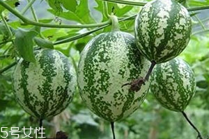 吊瓜的營養(yǎng)價(jià)值 吊瓜的功效與作用 吊瓜的營養(yǎng)價(jià)值 吊瓜的功效與作用