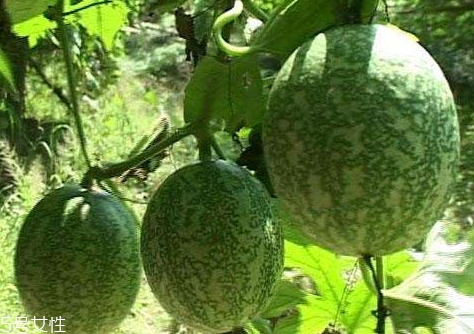 吊瓜的營養(yǎng)價(jià)值 吊瓜的功效與作用 吊瓜的營養(yǎng)價(jià)值 吊瓜的功效與作用