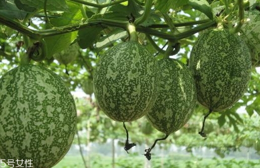 吊瓜的營養(yǎng)價(jià)值 吊瓜的功效與作用 吊瓜的營養(yǎng)價(jià)值 吊瓜的功效與作用