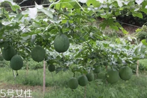 吊瓜怎么吃？吊瓜這樣做最好吃