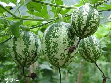 吊瓜怎么吃？吊瓜這樣做最好吃