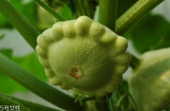 飛碟瓜蓮花果的功效作用 飛碟瓜怎么吃？