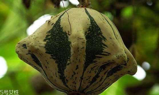 飛碟瓜蓮花果的功效作用 飛碟瓜怎么吃？