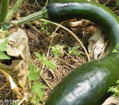 方瓜的功效與作用 方瓜的功效與作用