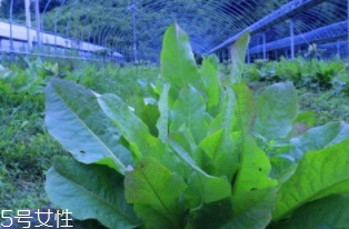 君達(dá)菜的營養(yǎng)價值與功效作用 君達(dá)菜的營養(yǎng)價值與功效作用