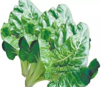 君達(dá)菜的營養(yǎng)價值與功效作用 君達(dá)菜的營養(yǎng)價值與功效作用