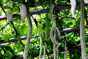 蛇豆角的營養(yǎng)價(jià)值與功效作用