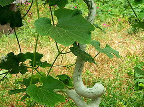 蛇豆角的營養(yǎng)價(jià)值與功效作用