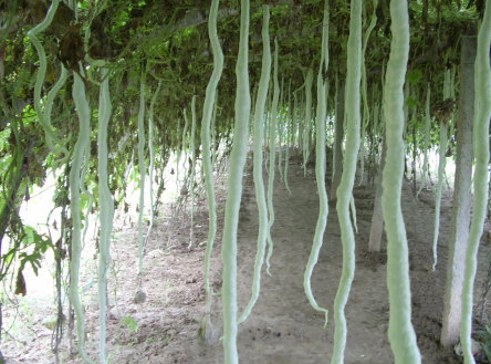 蛇豆角的營養(yǎng)價(jià)值與功效作用