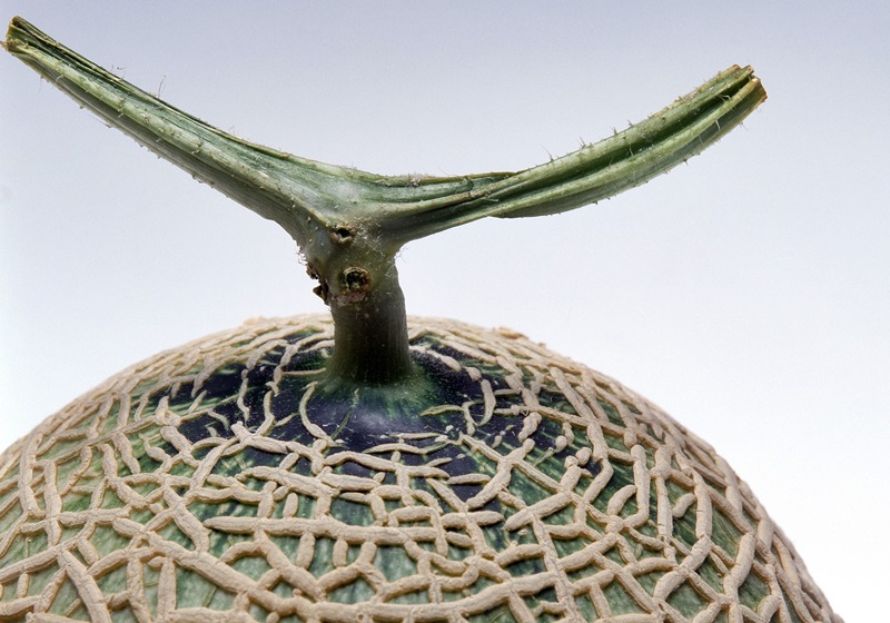 哈蜜瓜怎么選 哈蜜瓜怎么保存 哈蜜瓜怎么選 哈蜜瓜怎么保存