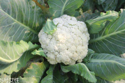 花椰菜吃的是什么部位？花苞部位最營養(yǎng)