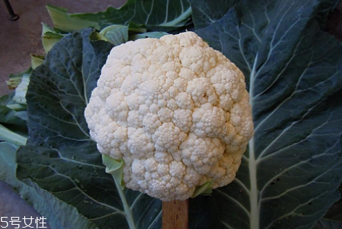 孕婦可以吃花椰菜嗎？促進(jìn)孕婦免疫力