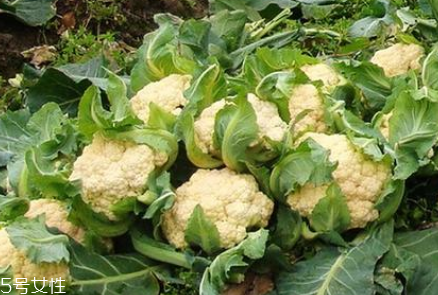 孕婦可以吃花椰菜嗎？促進(jìn)孕婦免疫力