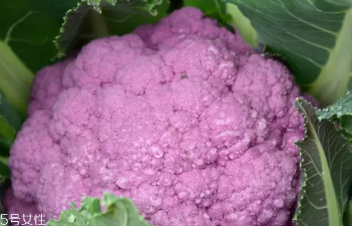 花菜在冰箱能放幾天？不要超過7天