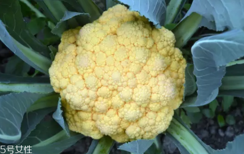 花菜在冰箱能放幾天？不要超過7天