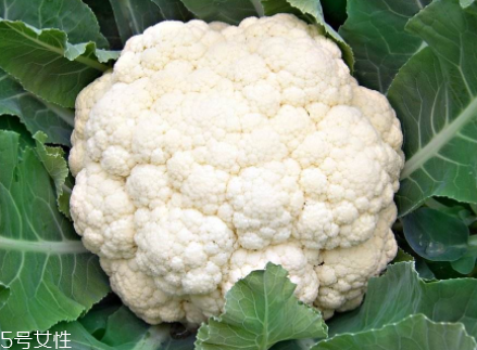 花菜在冰箱能放幾天？不要超過7天