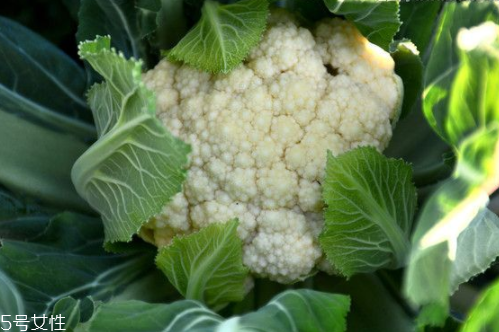 花菜怎么洗才干凈？一定要把蟲子洗掉