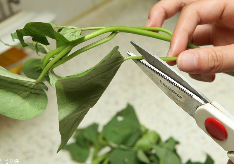 地瓜葉的功效與作用 地瓜葉的八大功效 地瓜葉的功效與作用 地瓜葉的八大功效