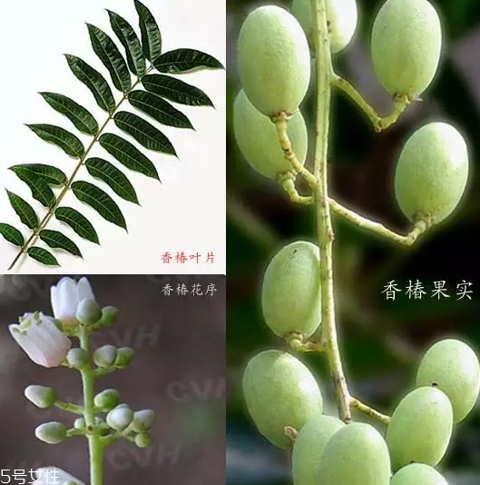 香椿和臭椿有什么區(qū)別？臭椿有毒不能吃