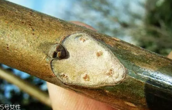 香椿和臭椿有什么區(qū)別？臭椿有毒不能吃