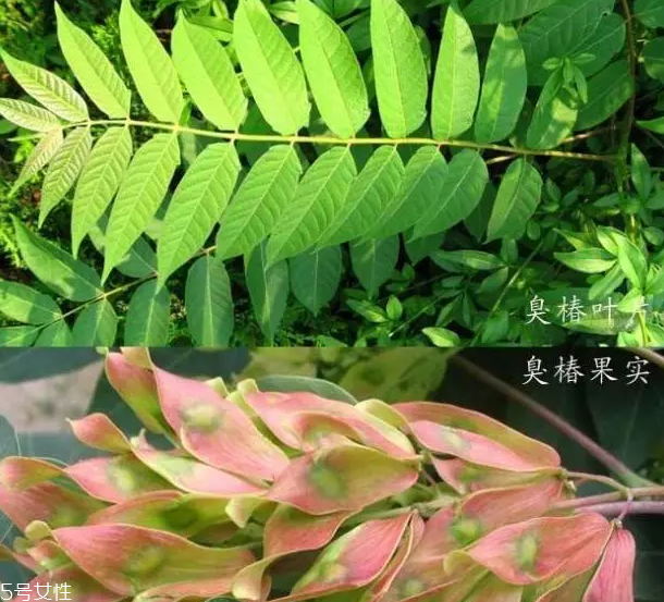 香椿和臭椿有什么區(qū)別？臭椿有毒不能吃