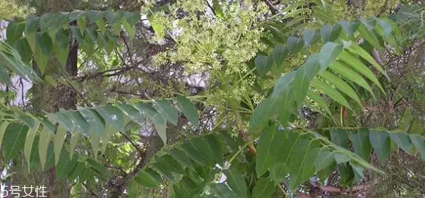 香椿和臭椿有什么區(qū)別？臭椿有毒不能吃