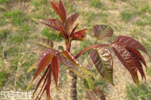 香椿和臭椿有什么區(qū)別？臭椿有毒不能吃