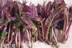 香椿種子多少錢一斤？30～40元左右