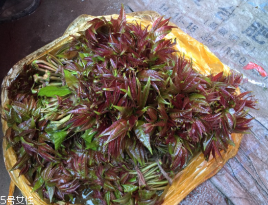 香椿種子多少錢一斤？30～40元左右