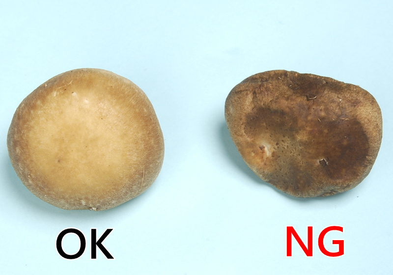 新鮮香菇怎么挑選與處理 新鮮香菇怎么挑選與處理