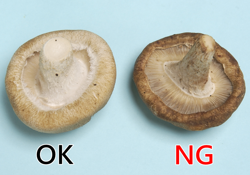 新鮮香菇怎么挑選與處理 新鮮香菇怎么挑選與處理