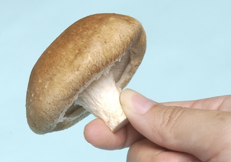 新鮮香菇怎么挑選與處理 新鮮香菇怎么挑選與處理