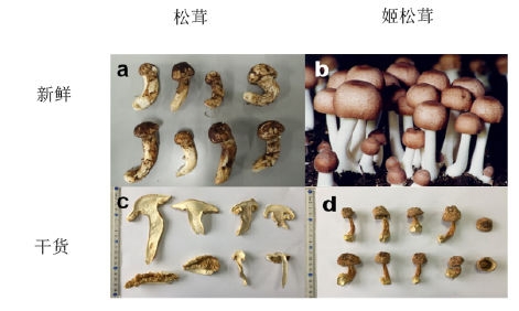 姬松茸和松茸的區(qū)別 姬松茸和松茸的區(qū)別